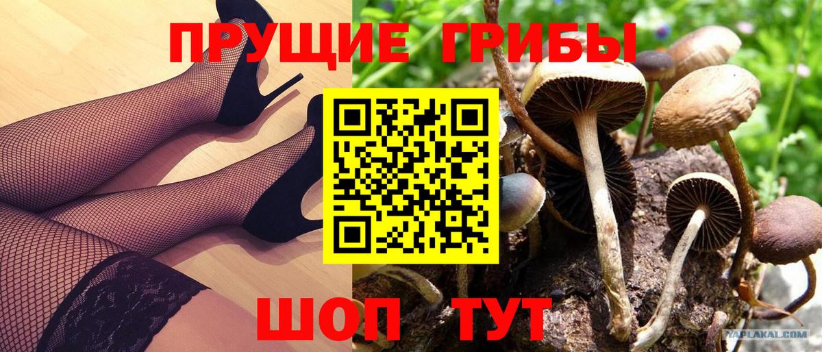 Псилоцибиновые грибы ЛСД Тайшет